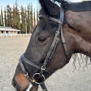 USDF Black Leather Horse Bridle